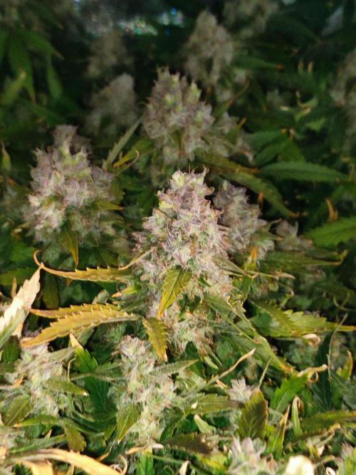 Hydro Aero French Eternity Grow Cup 2026. Week 15