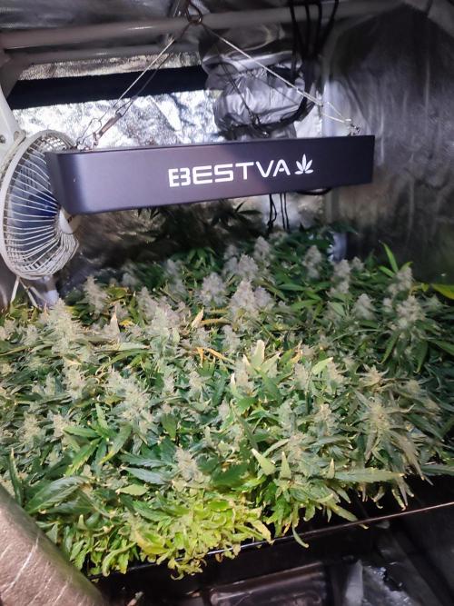 Hydro Aero French Eternity Grow Cup 2026. Week 15