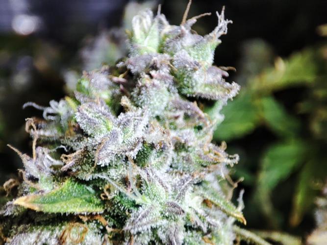 Hydro Aero French Eternity Grow Cup 2026. Week 15