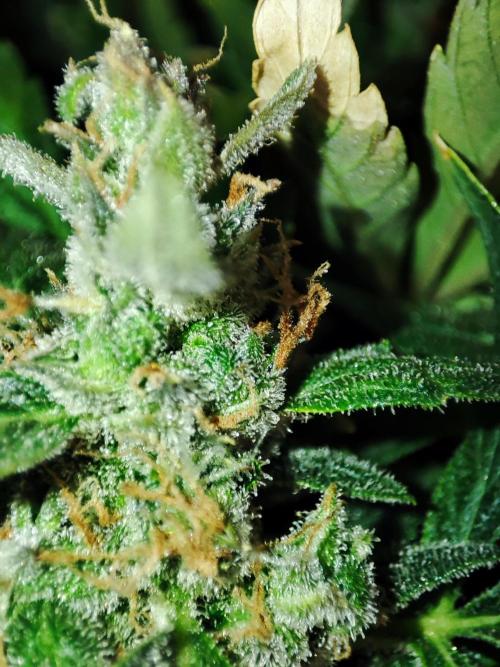 Hydro Aero French Eternity Grow Cup 2026. Week 15