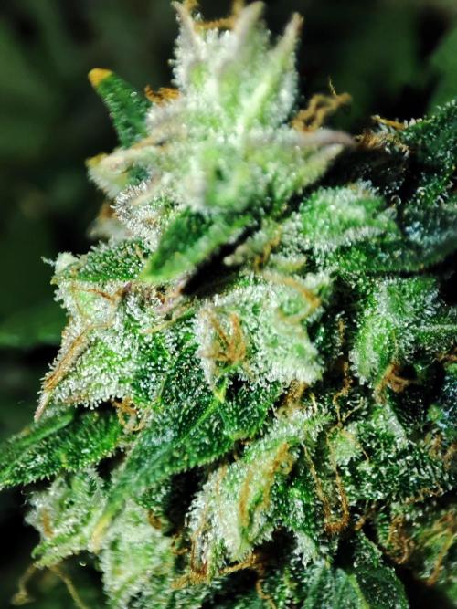 Hydro Aero French Eternity Grow Cup 2026. Week 15