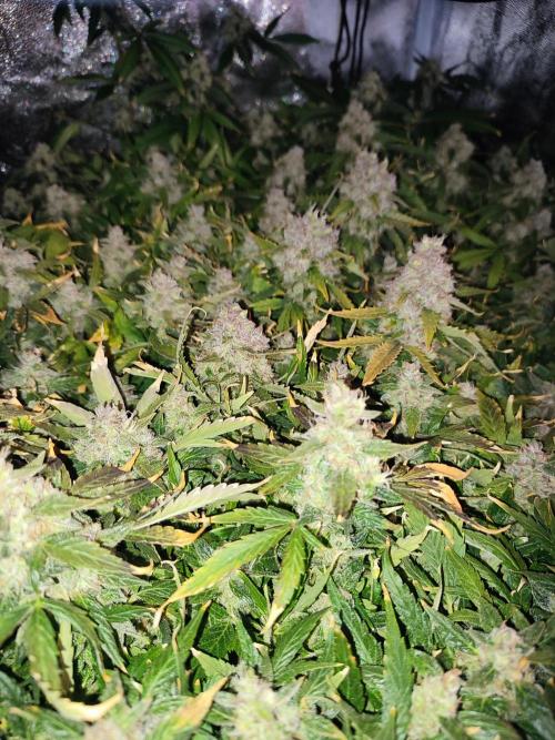 Hydro Aero French Eternity Grow Cup 2026. Week 15