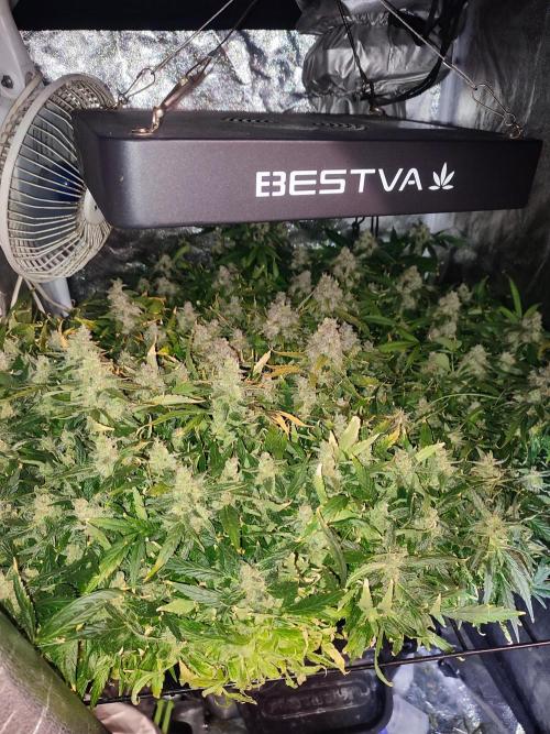 Hydro Aero French Eternity Grow Cup 2026. Week 15