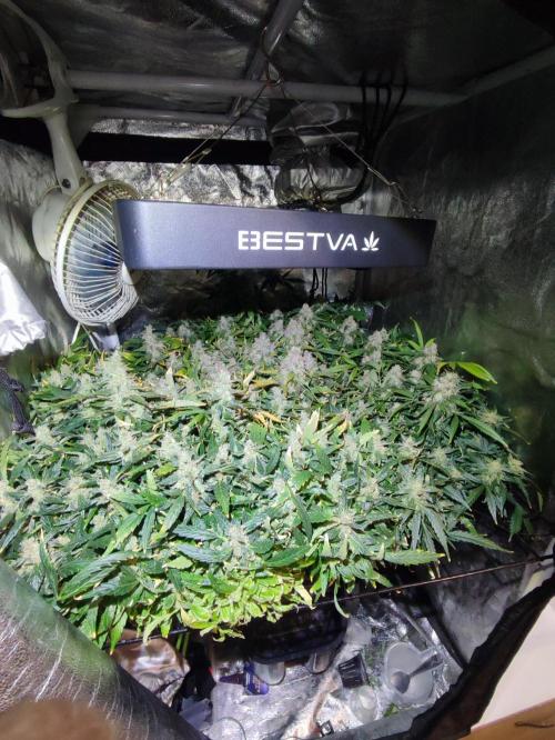Hydro Aero French Eternity Grow Cup 2026. Week 15
