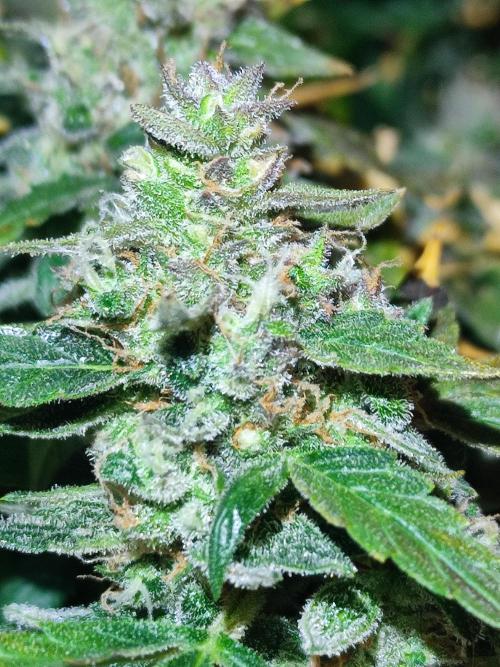 Hydro Aero French Eternity Grow Cup 2026. Week 15