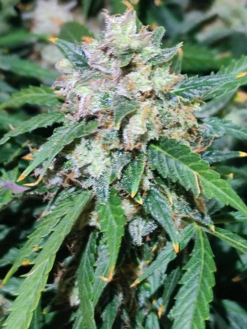 Hydro Aero French Eternity Grow Cup 2026. Week 15