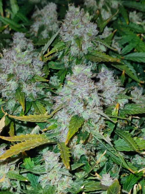 Hydro Aero French Eternity Grow Cup 2026. Week 15