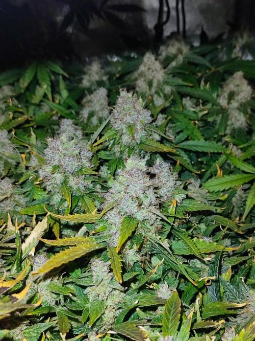 Hydro Aero French Eternity Grow Cup 2026. Week 15