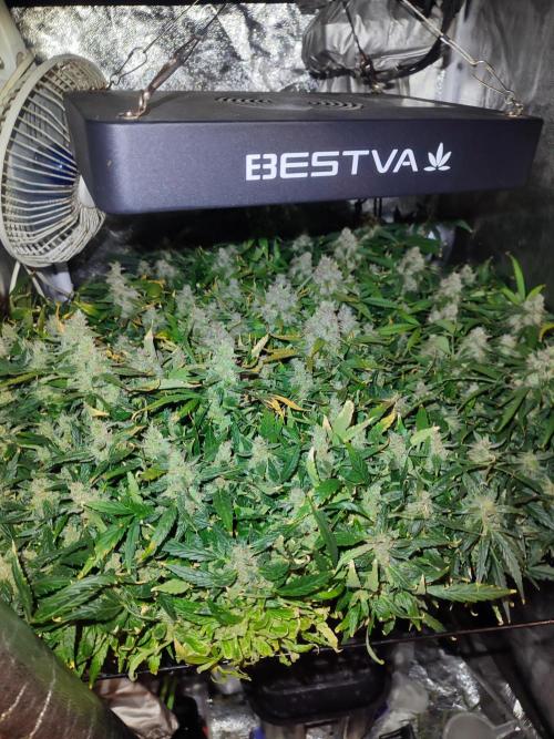 Hydro Aero French Eternity Grow Cup 2026. Week 15