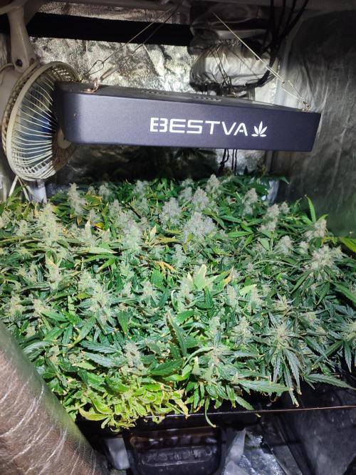 Hydro Aero French Eternity Grow Cup 2026. Week 15