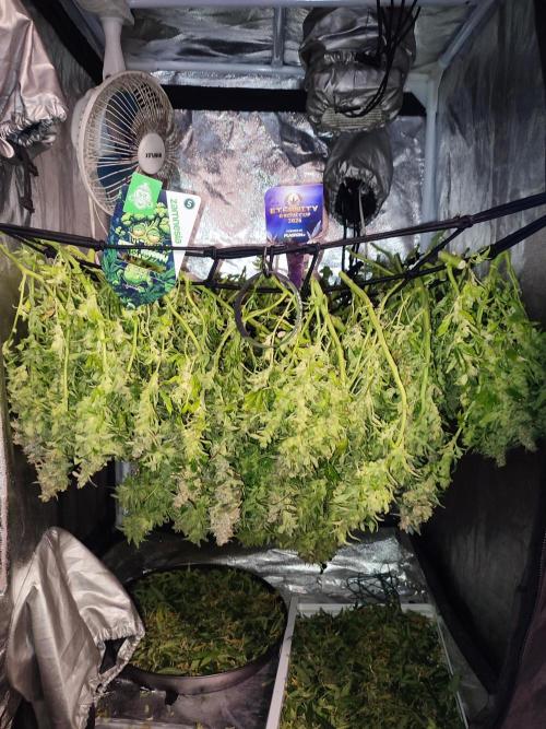 Hydro Aero French Eternity Grow Cup 2026. Week 16