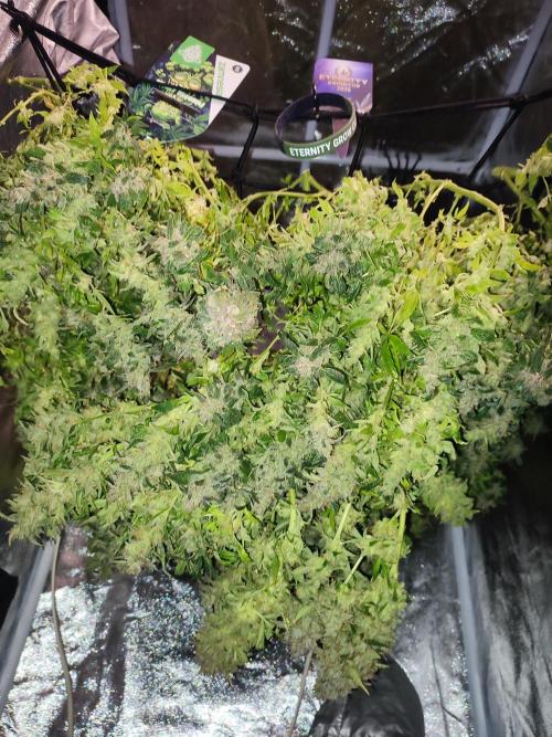 Hydro Aero French Eternity Grow Cup 2026. Week 16