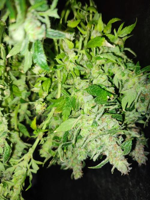 Hydro Aero French Eternity Grow Cup 2026. Week 16