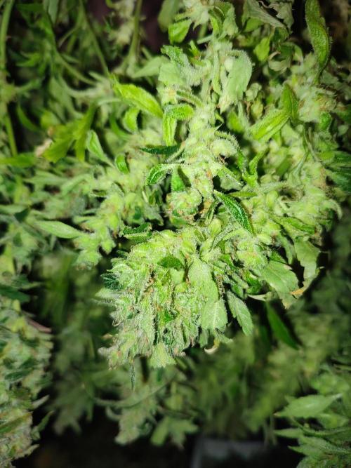 Hydro Aero French Eternity Grow Cup 2026. Week 16