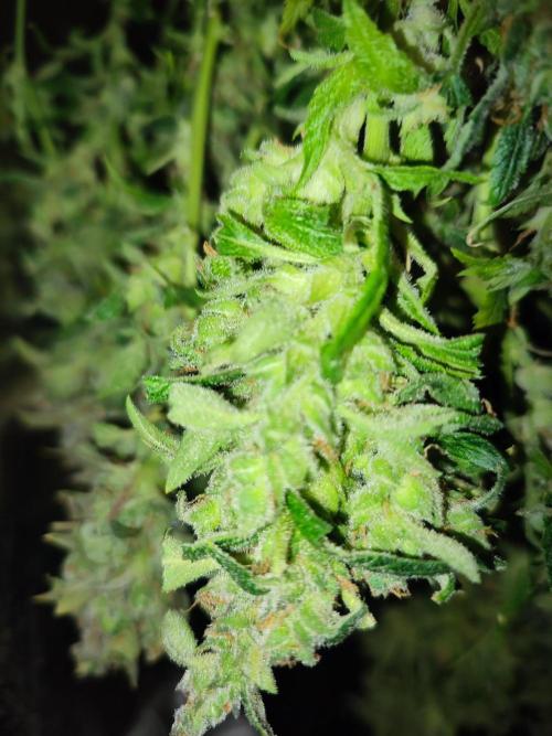 Hydro Aero French Eternity Grow Cup 2026. Week 16