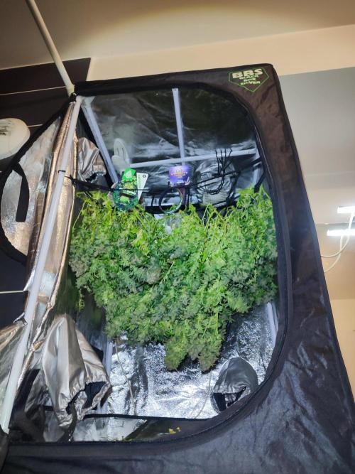 Hydro Aero French Eternity Grow Cup 2026. Week 16