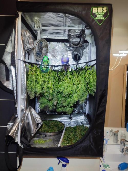 Hydro Aero French Eternity Grow Cup 2026. Week 16