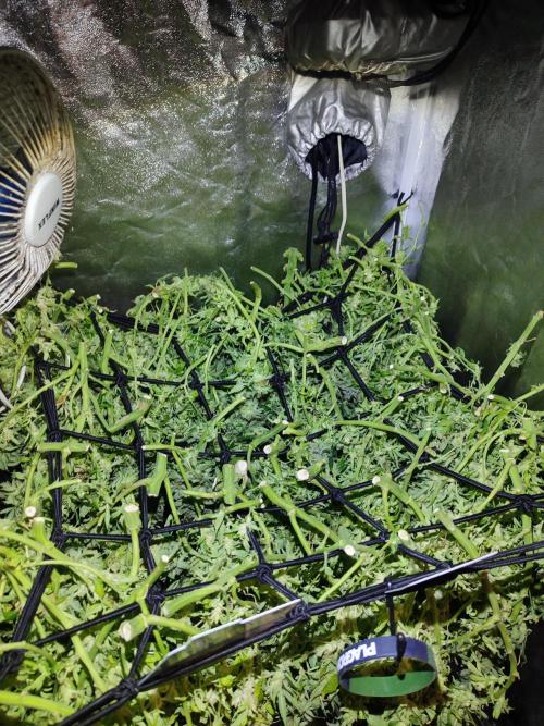 Hydro Aero French Eternity Grow Cup 2026. Week 16