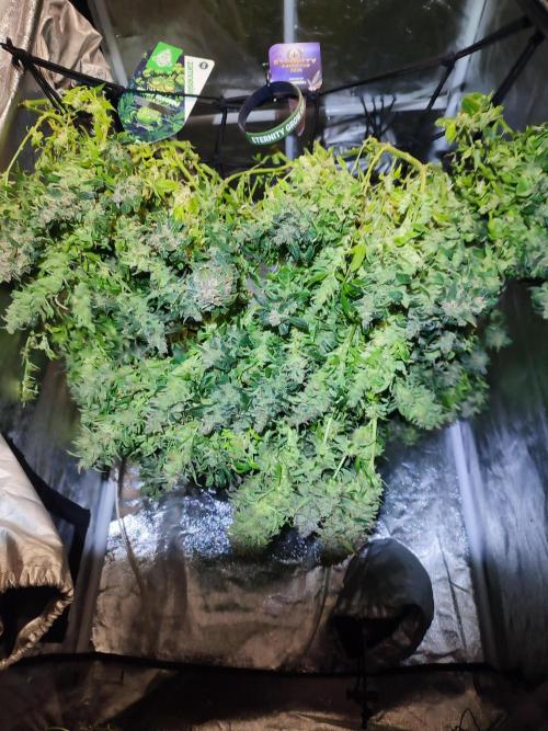 Hydro Aero French Eternity Grow Cup 2026. Week 16