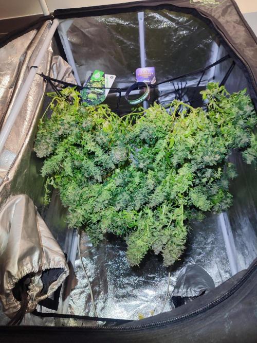 Hydro Aero French Eternity Grow Cup 2026. Week 16