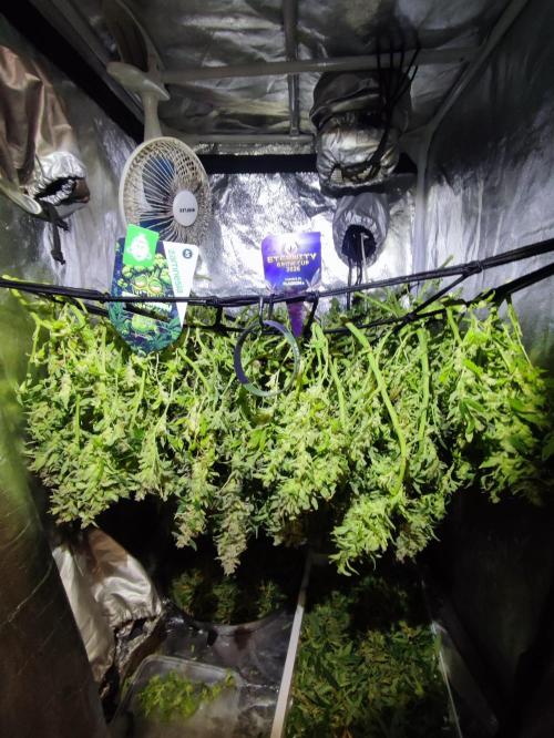 Hydro Aero French Eternity Grow Cup 2026. Week 16