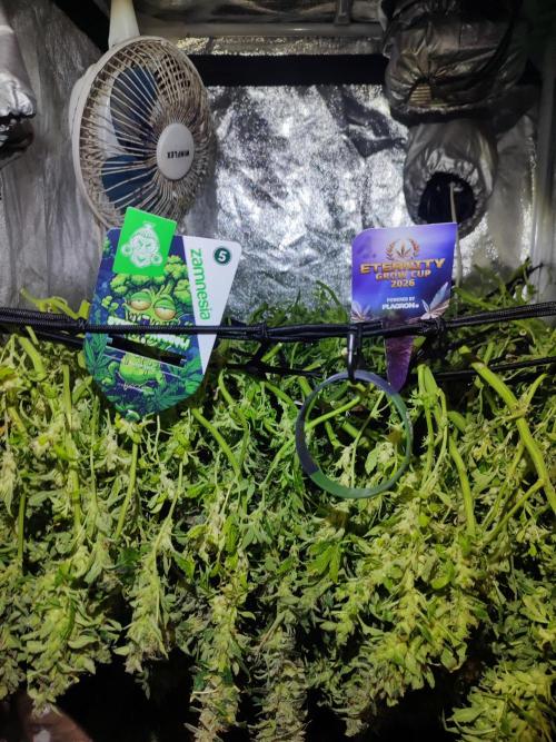 Hydro Aero French Eternity Grow Cup 2026. Week 16