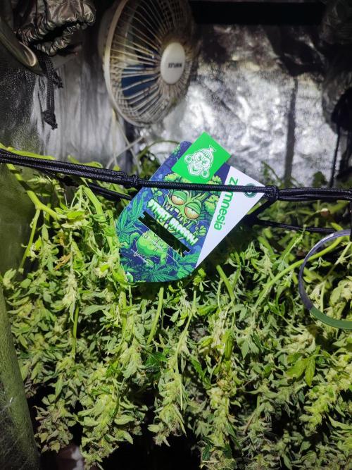 Hydro Aero French Eternity Grow Cup 2026. Week 16