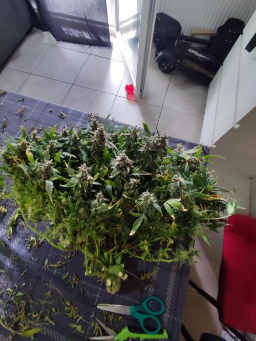 Hydro Aero French Eternity Grow Cup 2026. Week 16