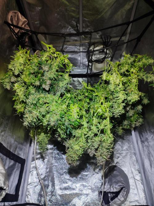 Hydro Aero French Eternity Grow Cup 2026. Week 16