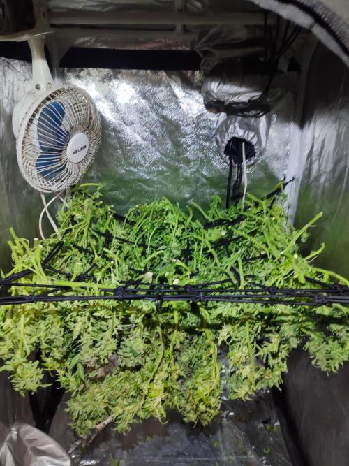 Hydro Aero French Eternity Grow Cup 2026. Week 16