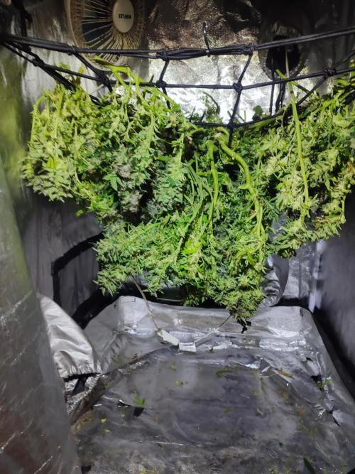 Hydro Aero French Eternity Grow Cup 2026. Week 16