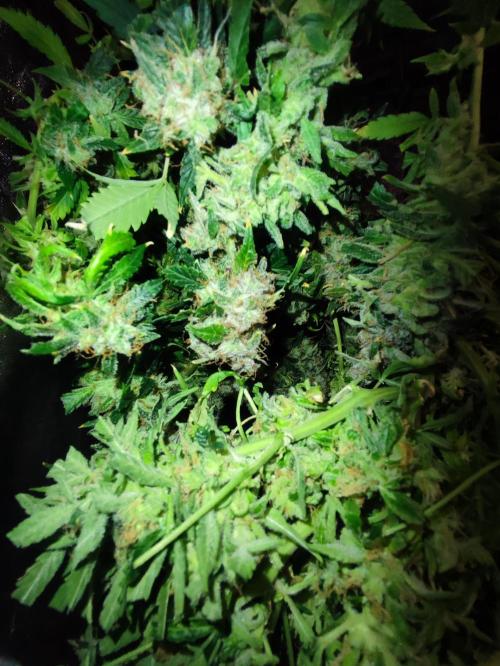 Hydro Aero French Eternity Grow Cup 2026. Week 16