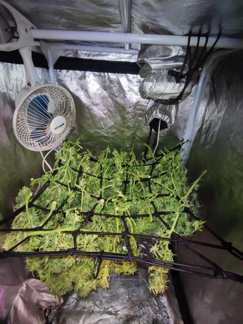 Hydro Aero French Eternity Grow Cup 2026. Week 16