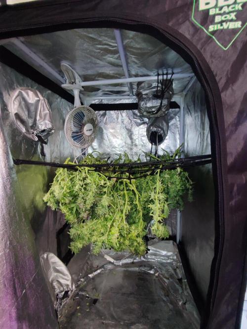 Hydro Aero French Eternity Grow Cup 2026. Week 16