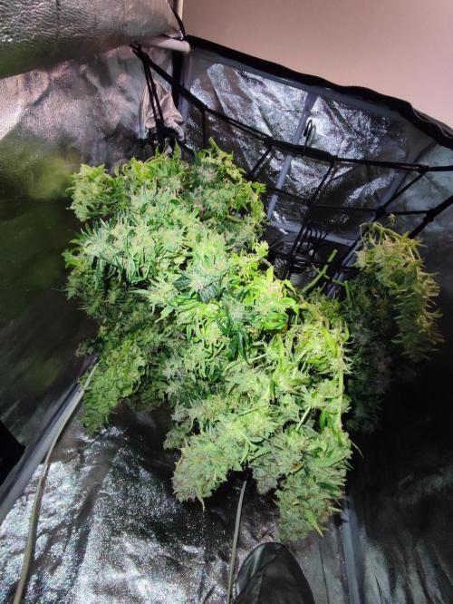 Hydro Aero French Eternity Grow Cup 2026. Week 16