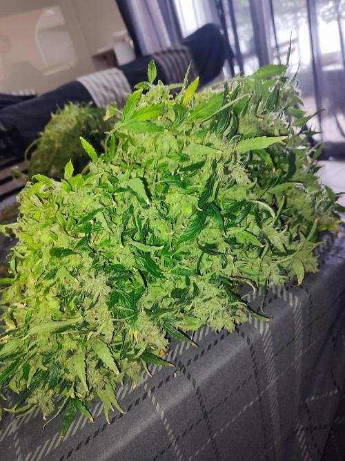 Hydro Aero French Eternity Grow Cup 2026. Week 16