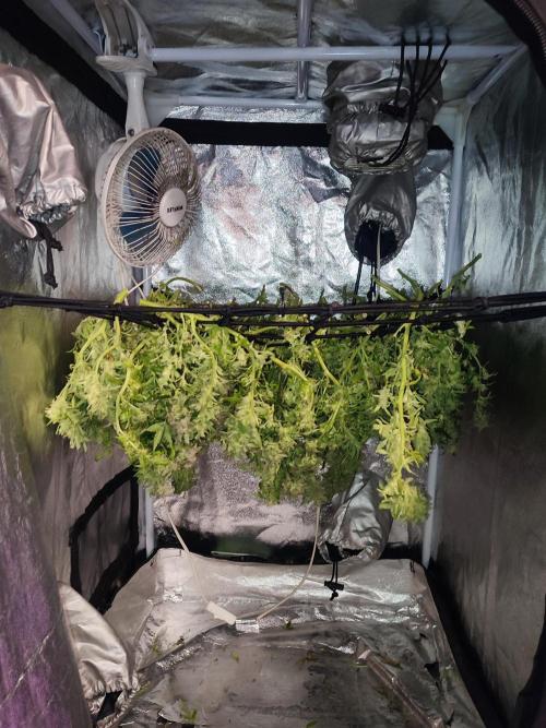 Hydro Aero French Eternity Grow Cup 2026. Week 16