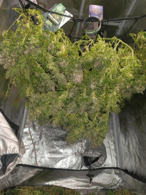 Hydro Aero French Eternity Grow Cup 2026. Week 16