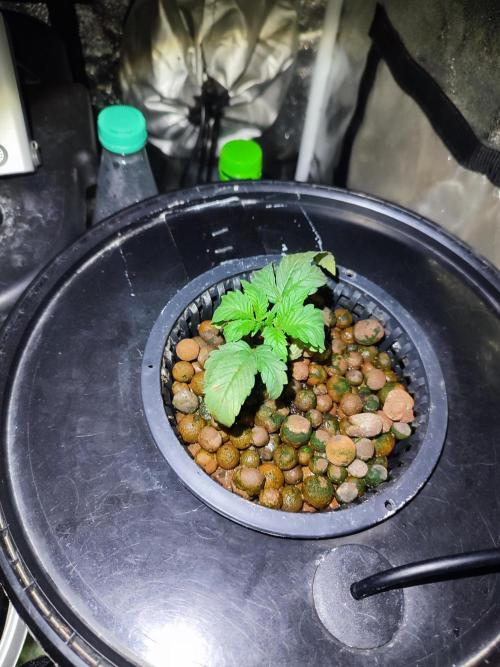 Strawberry Gorilla Auto. Week 1