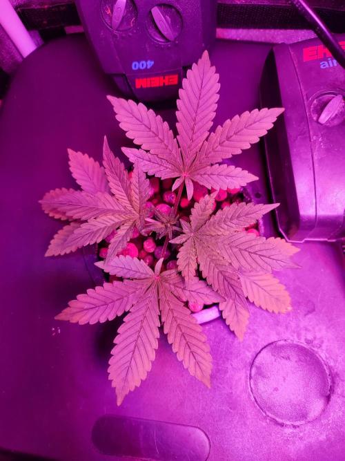 DWC FASTBUDS SCROG. Week 2