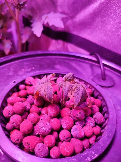 DWC FASTBUDS SCROG. Week 2
