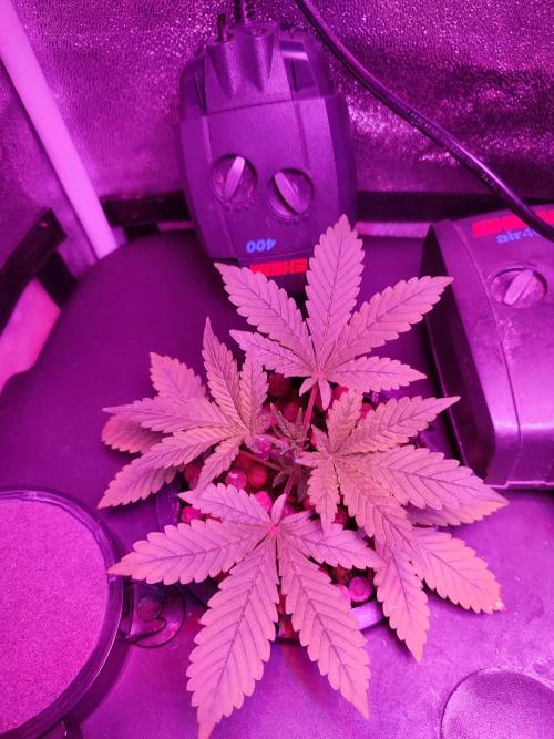 DWC FASTBUDS SCROG. Week 2