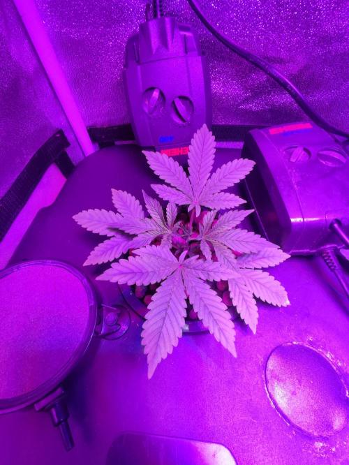 DWC FASTBUDS SCROG. Week 2