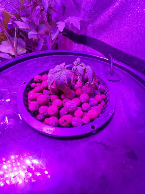 DWC FASTBUDS SCROG. Week 2