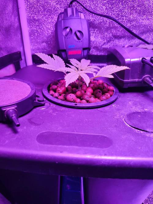 DWC FASTBUDS SCROG. Week 2
