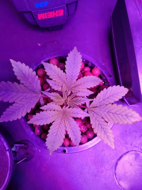 DWC FASTBUDS SCROG. Week 2