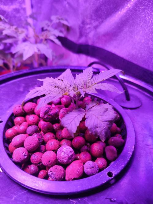 DWC FASTBUDS SCROG. Week 2