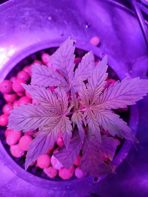 DWC FASTBUDS SCROG. Week 2