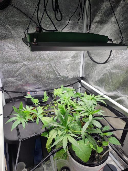 DWC FASTBUDS SCROG. Week 6