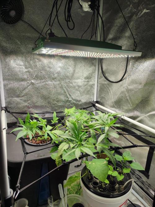 DWC FASTBUDS SCROG. Week 6